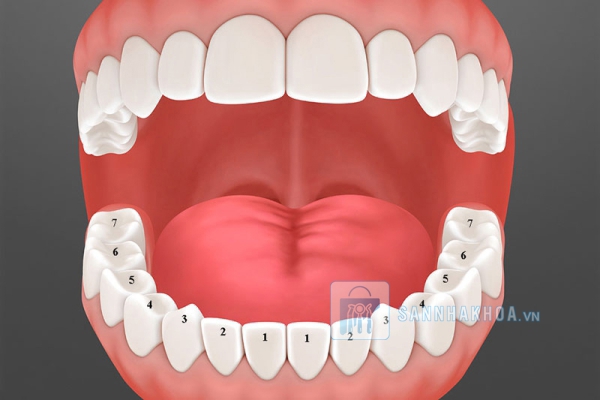 TÌm hiểu chung về răng hàm