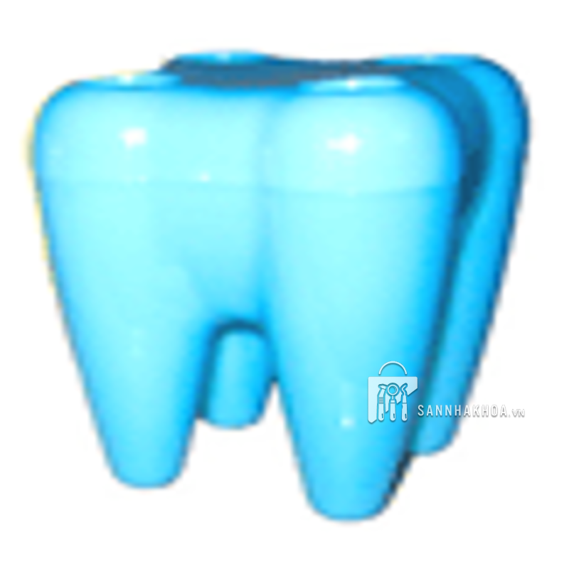 Mô hình 1 răng bình thường Trung Quốc